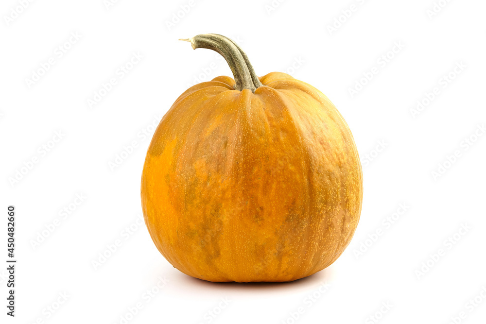 Obraz premium Pumpkin isolated on white background. Single whole ribbed pumkin