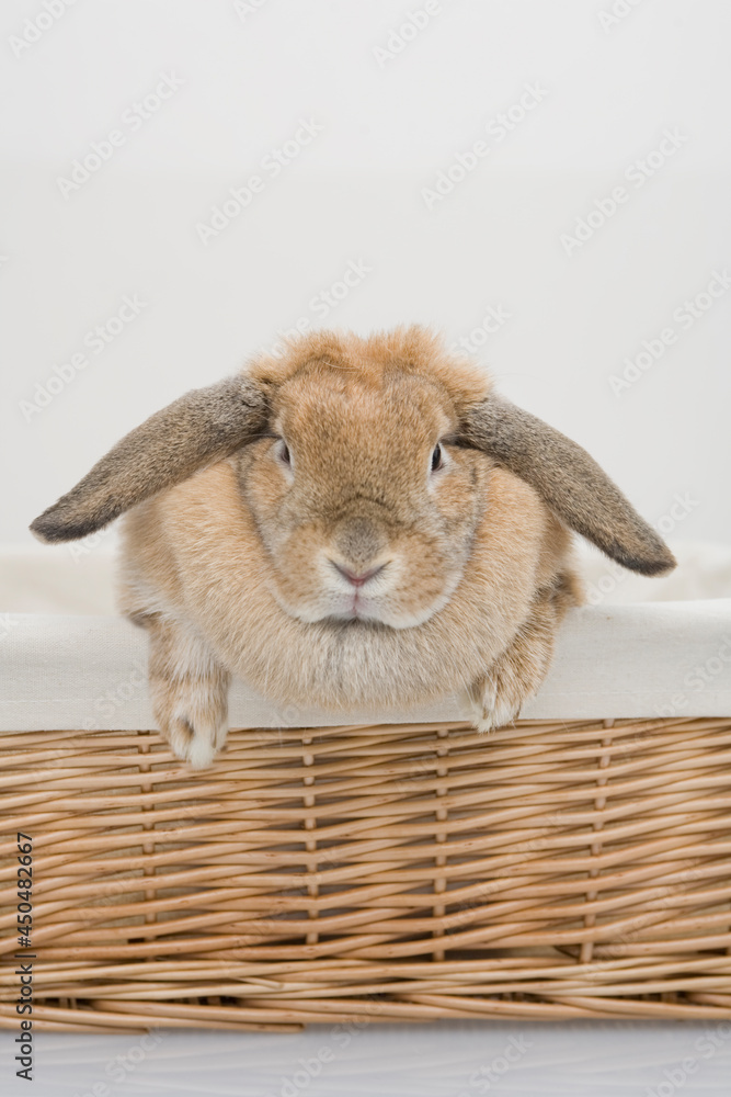 A brown bunny sitting on the basket