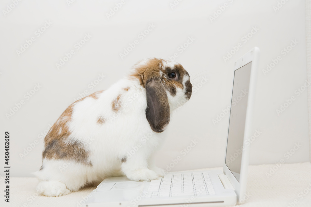 A bunny typing on the laptop