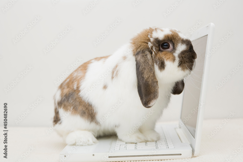 A cute rabbit working on the laptop