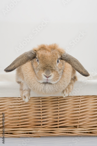Obraz na płótnie A brown bunny sitting on the basket w salonie