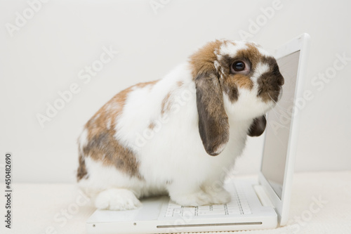 Obraz na płótnie A cute rabbit working on the laptop w salonie