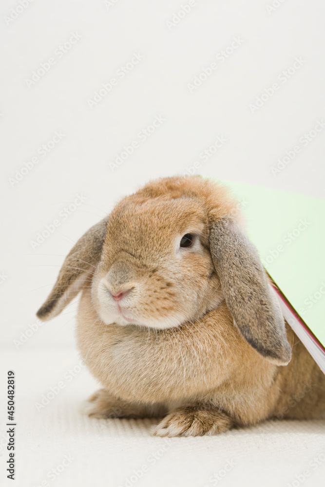 A close up of a cute bunny carrying a book