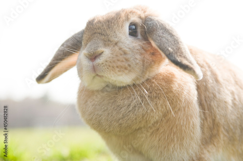 A close up of a cute rabbit playing outdoor