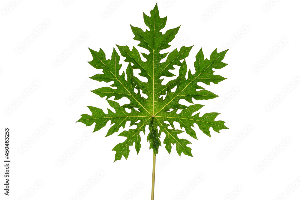 green leaves isolated. split leaf green leaves isolated on white background. green palm leaf branches on white background. green leaves isolated. split leaf green leaves isolated on white background. green palm leaf branches on white background.