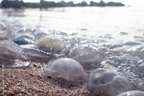 Close-up of cornerot and aurelia jellyfish on the sandy shore and in the water. Ecological catastrophe. Threat to humans. The invasion of jellyfish in the sea. Rhizostoma pulmo and Aurelia aurita photo