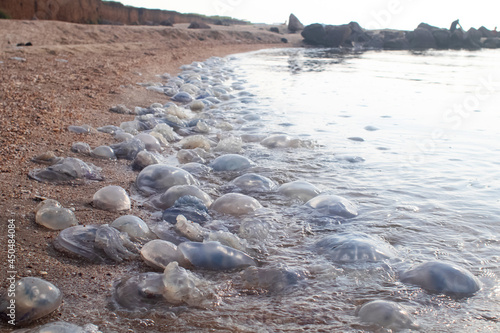 Close-up of cornerot and aurelia jellyfish on the sandy shore and in the water. Ecological catastrophe. Threat to humans. The invasion of jellyfish in the sea. Rhizostoma pulmo and Aurelia aurita photo