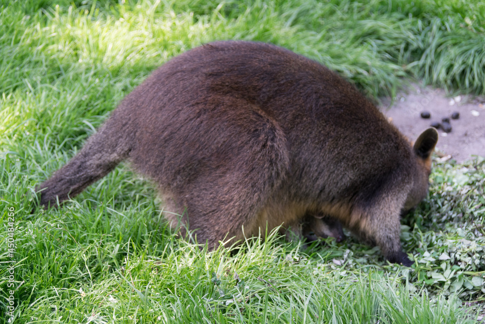 kangaroo in the grass
