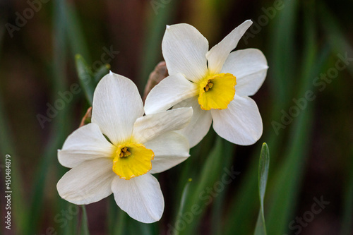 beautiful summer Poeticus daffodils