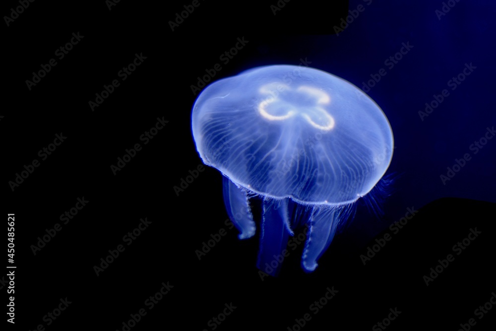 Portrait of a floating jellyfish Portrait of a floating jellyfish