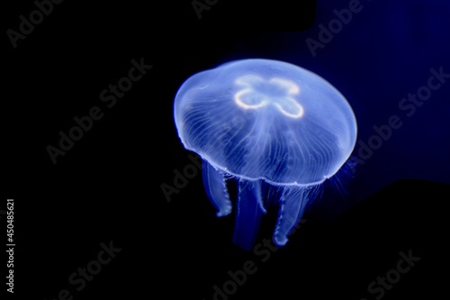 Portrait of a floating jellyfish