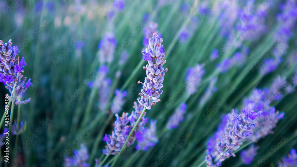 Obraz premium Lavender bunch