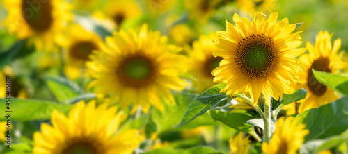 Close up of sunflowers in a field of flowers.