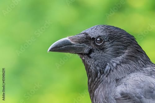 Crow on the ground