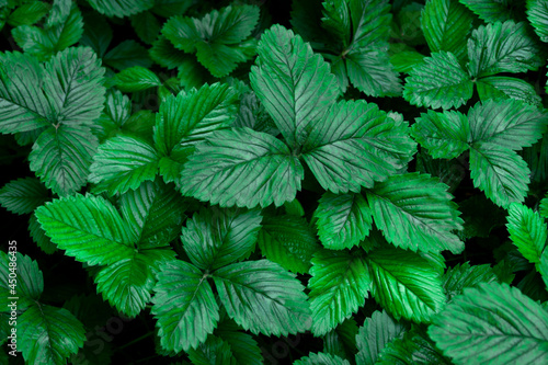 Background of green strawberry leaves