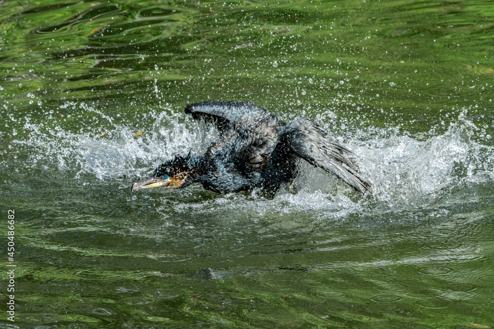 Fototapeta premium Great Cormorant (Phalacrocorax carbo) on pond