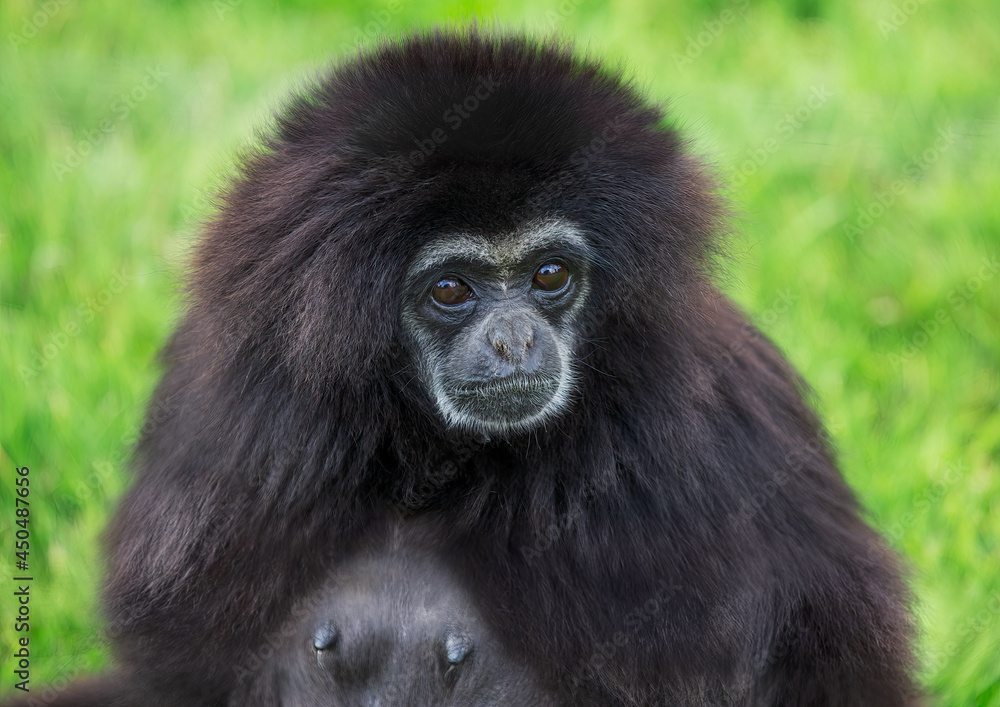 Portrait of sad looking Lar Gibbon, black Portrait of sad looking Lar Gibbon, black