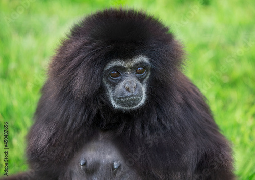 Portrait of sad looking Lar Gibbon, black © Kieran