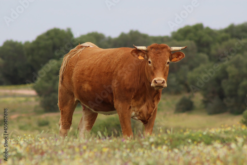 Fotografia Cow in Donana National Park, Donana nature reserve