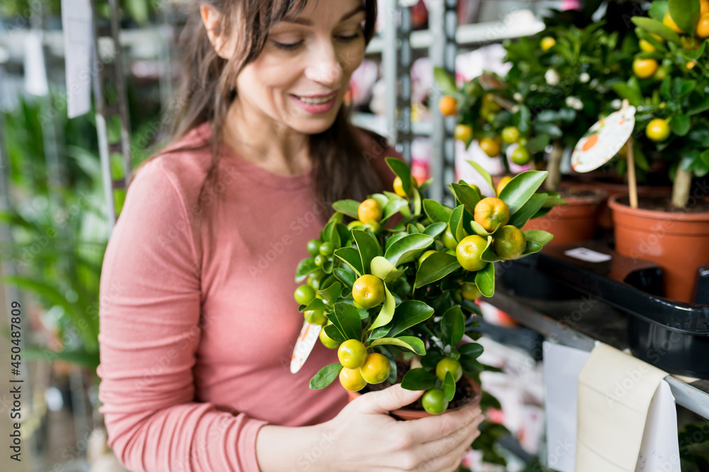 Smiling attractive woman holding tangerine tree in  pot in nursery. Female person buying house plant for home in garden center. Horticulture concept