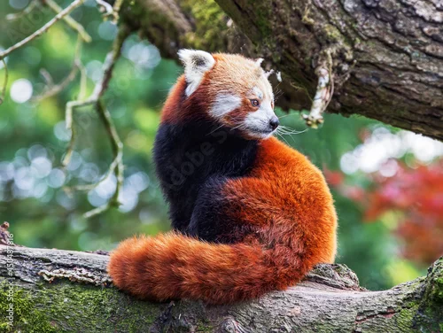 Fototapeta Red Panda sitting on a tree branch