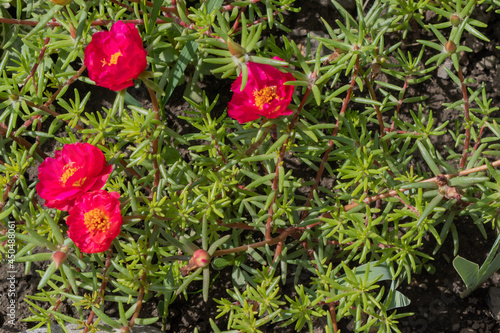 Wallpaper Mural Flowering purslane. Red flowers on a background of greenery Torontodigital.ca