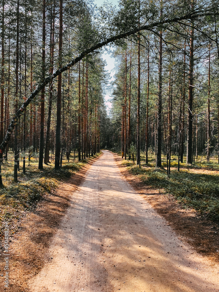 Fototapeta premium Bent pine tree on a forest road
