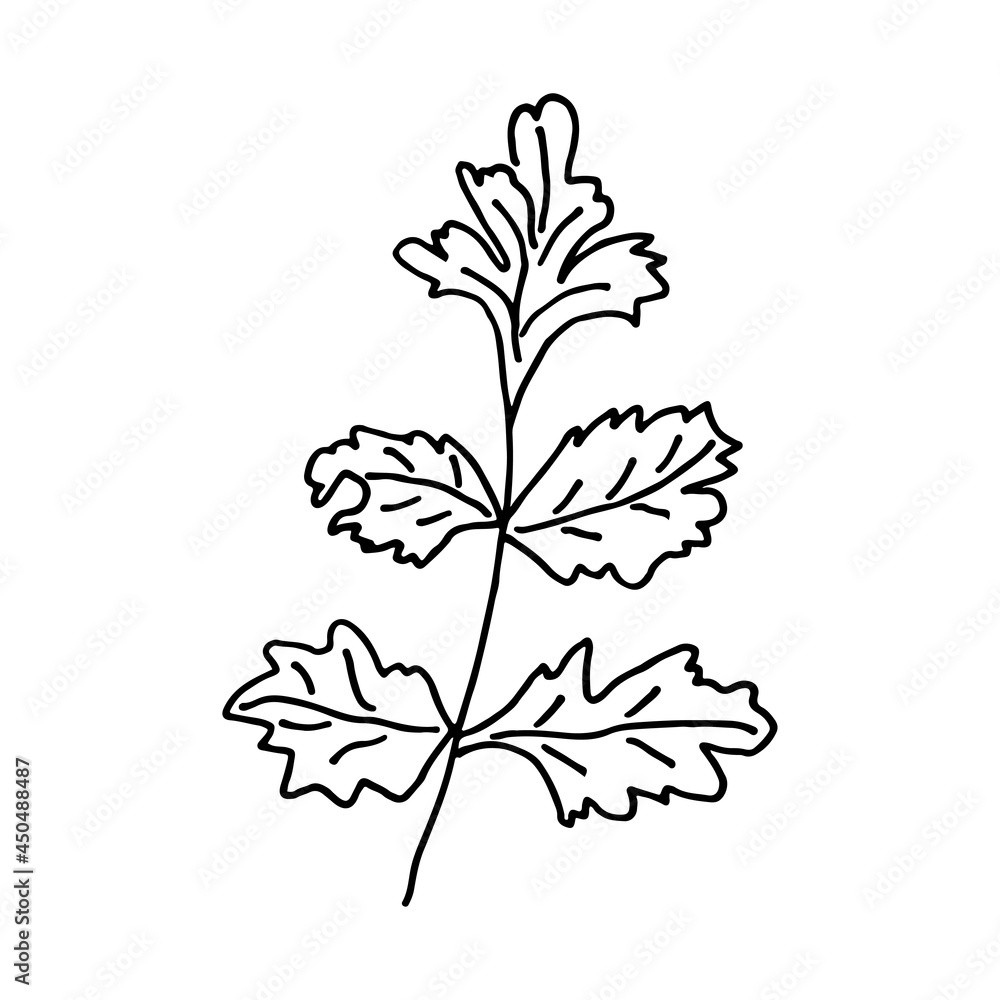 Floral doodle parsley leaf. Garden plant. Hand drawn illustration.