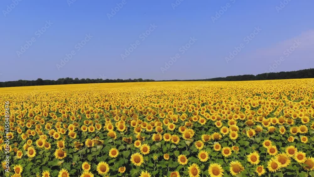 sunflower field. aero. top view. aerial drone video. A flying over sunflower fields. Blooming bright yellow sunflowers on farming fields against blue sky. summer day. Agriculture. sunflower field. aero. top view. aerial drone video. A flying over sunflower fields. Blooming bright yellow sunflowers on farming fields against blue sky. summer day. Agriculture.