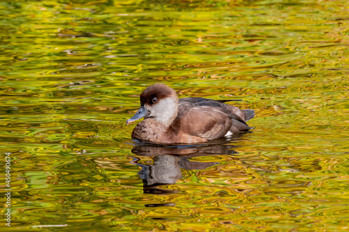 Immature Red-crested Pochard  Netta rufina  on lake