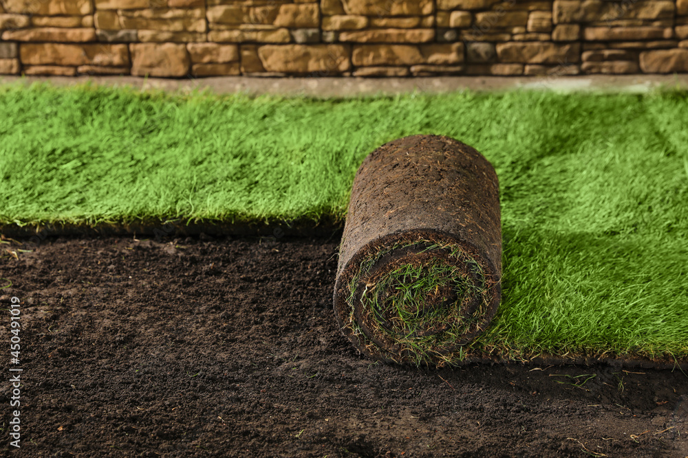 Laying grass sods at backyard. Home landscaping Laying grass sods at backyard. Home landscaping