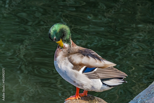 Mallard (Anas platyrhynchos) drake in park, Central Russia