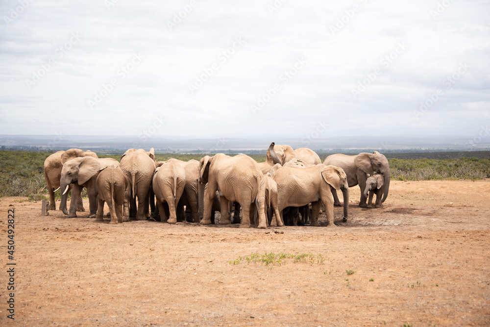 Obraz premium herd of wildebeest