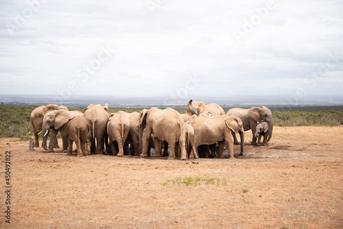herd of wildebeest