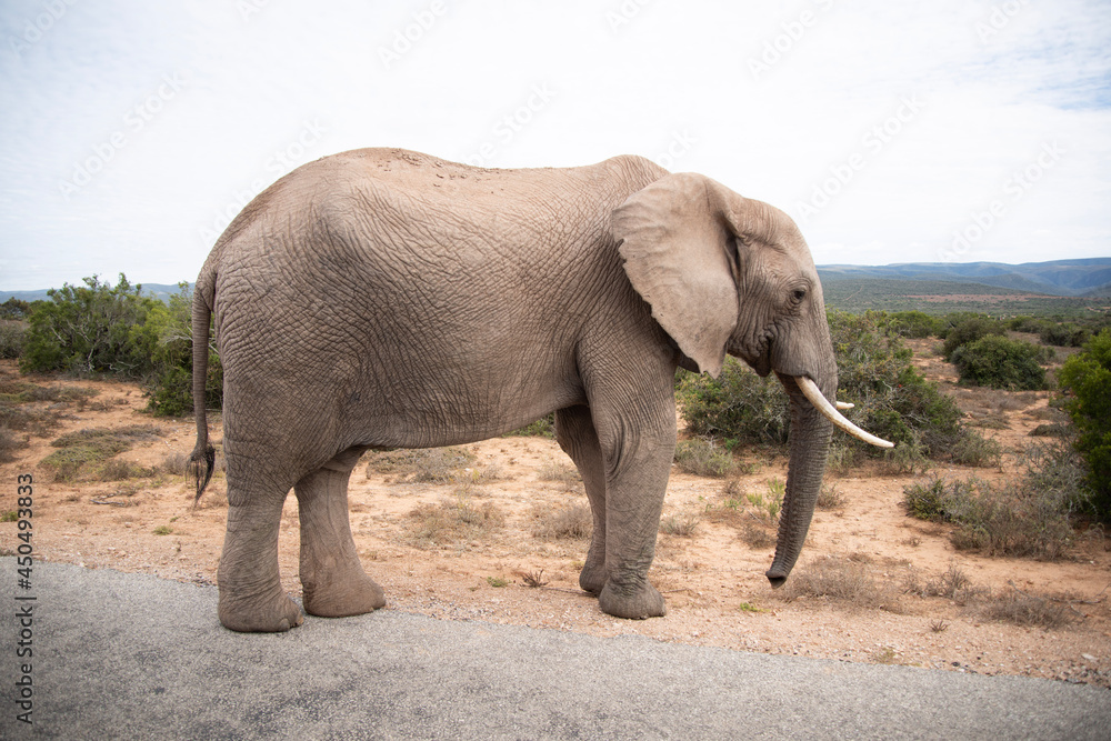 Obraz premium elephant