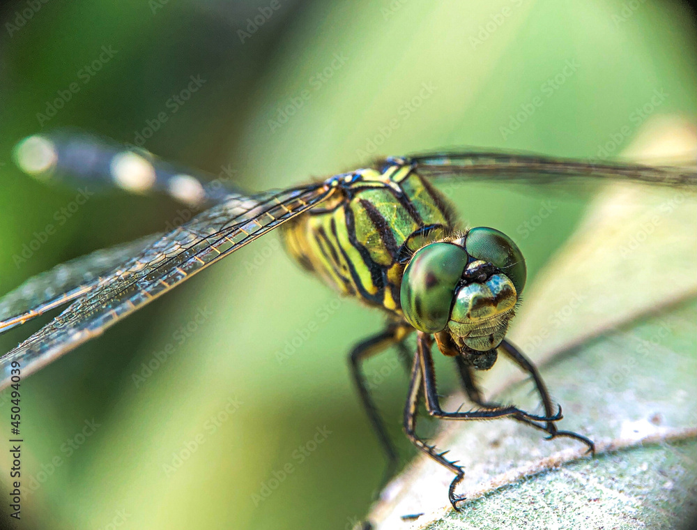 Macro shots, Beautiful nature scene dragonfly. Showing of eyes and wings detail. Dragonfly in the nature habitat using as a background or wallpaper.The concept for writing an article.
Macro shots, Beautiful nature scene dragonfly. Showing of eyes and wings detail. Dragonfly in the nature habitat using as a background or wallpaper.The concept for writing an article.