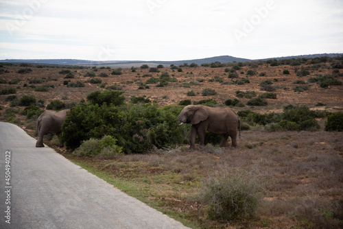 Photography elephants in the savannah