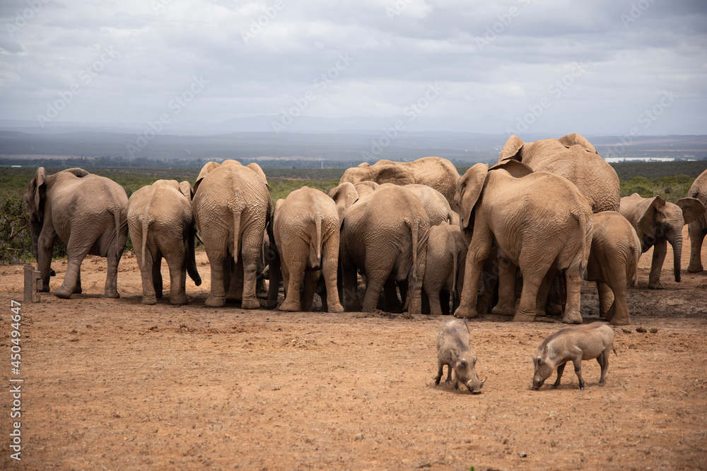 elephants in the savannah