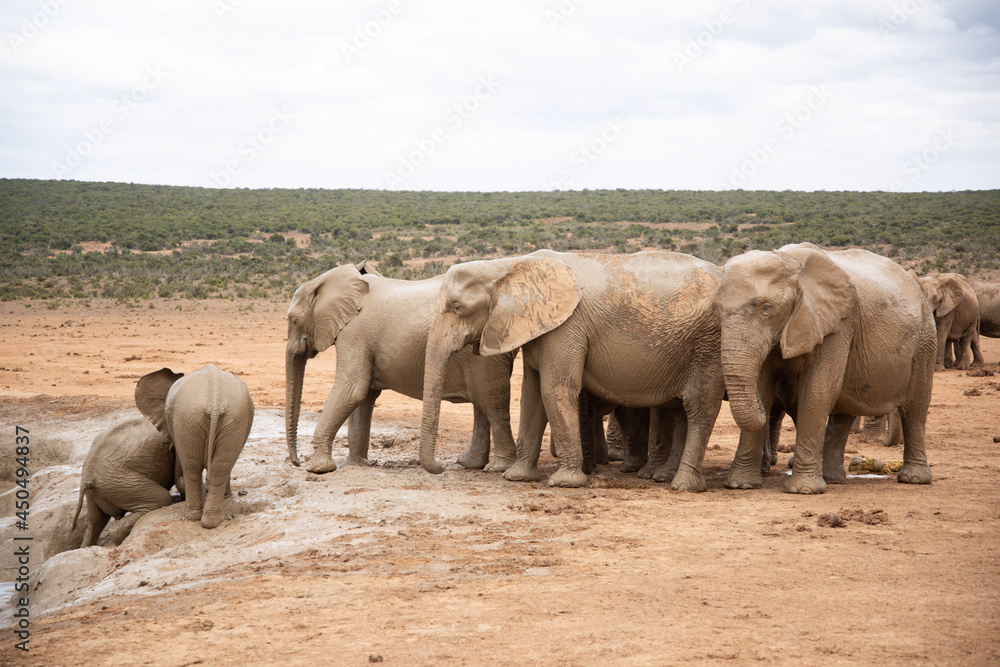Obraz premium elephants in the savannah