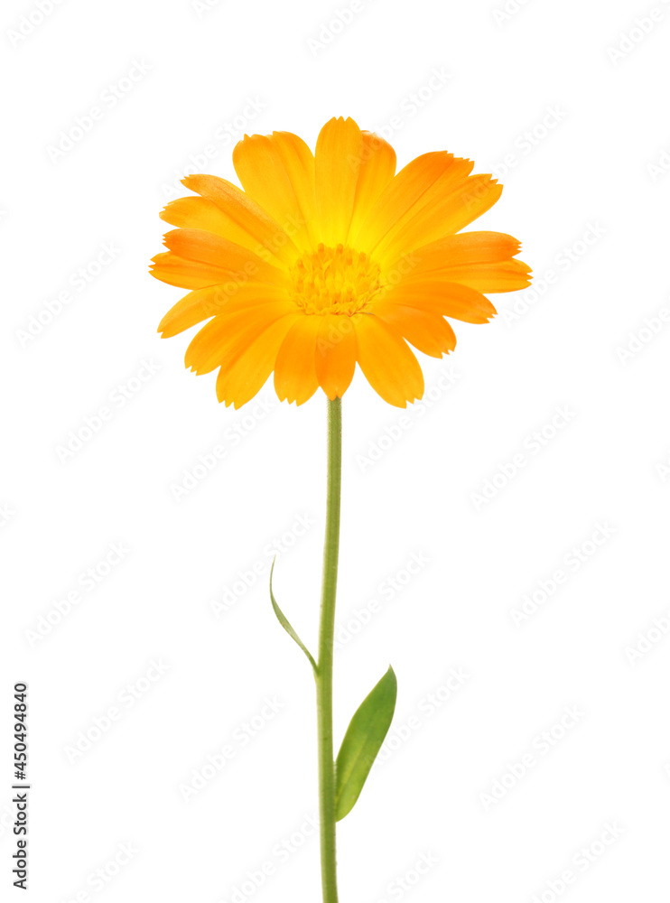 Beautiful blooming calendula flower isolated on white