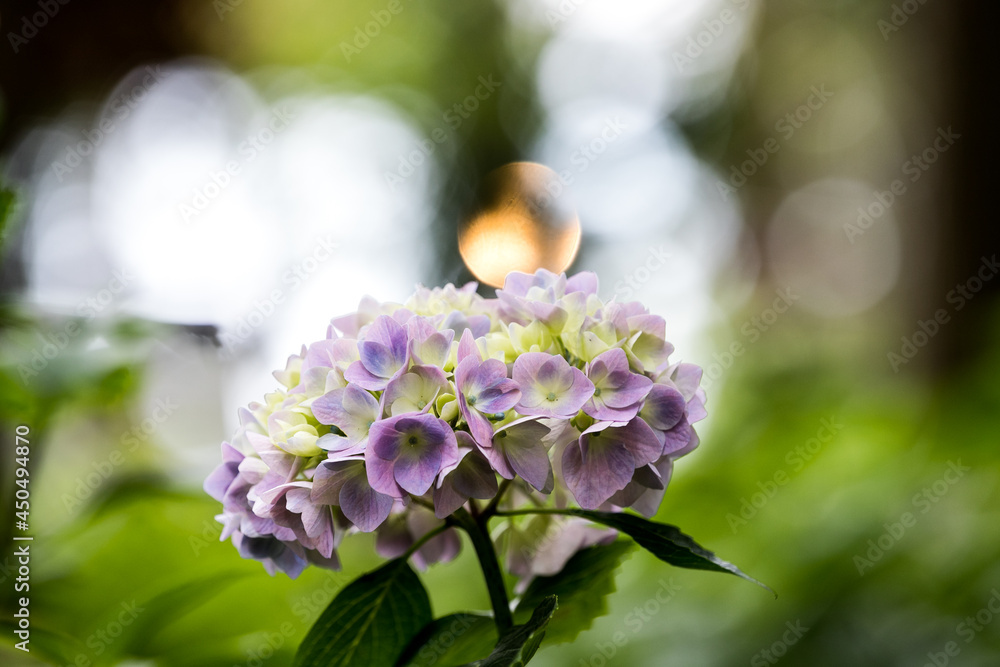 初夏のあじさいの花 千葉県多古町 日本 初夏のあじさいの花 千葉県多古町 日本