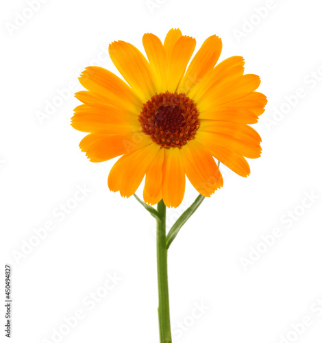 Beautiful blooming calendula flower isolated on white