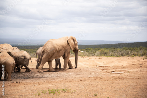 Sticker elephants in the wild