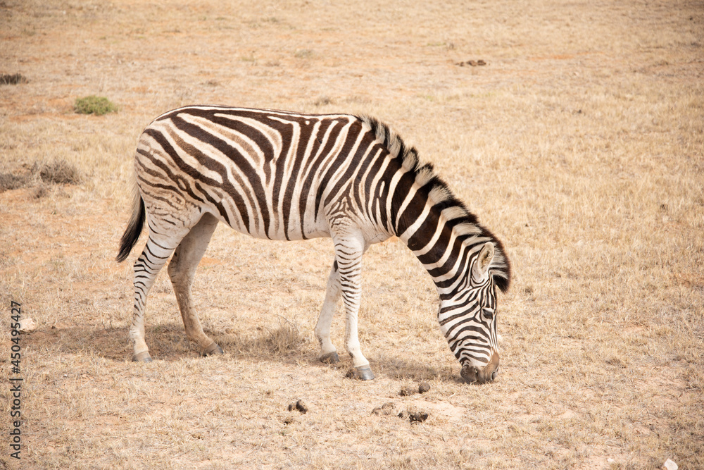 zebra in the wild zebra in the wild