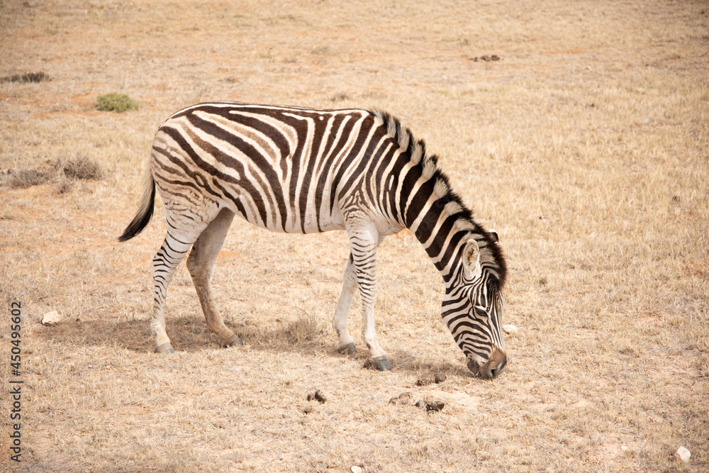 zebra in the zoo zebra in the zoo