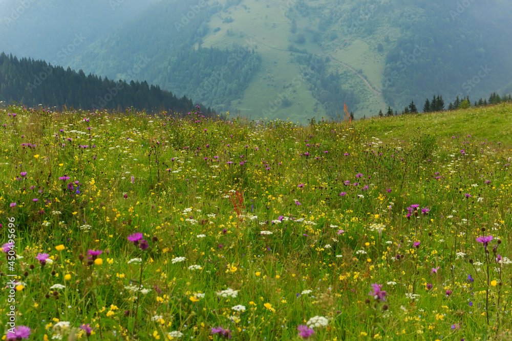 Blooming green meadows in the mountains. Summer mountain landscape with flower meadows. 