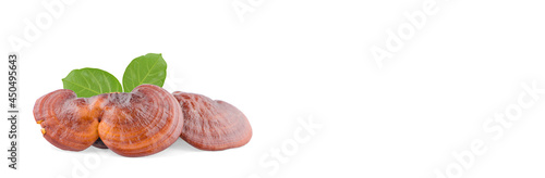 Dried Ganoderma Lucidum Mushroom an isolated on white background