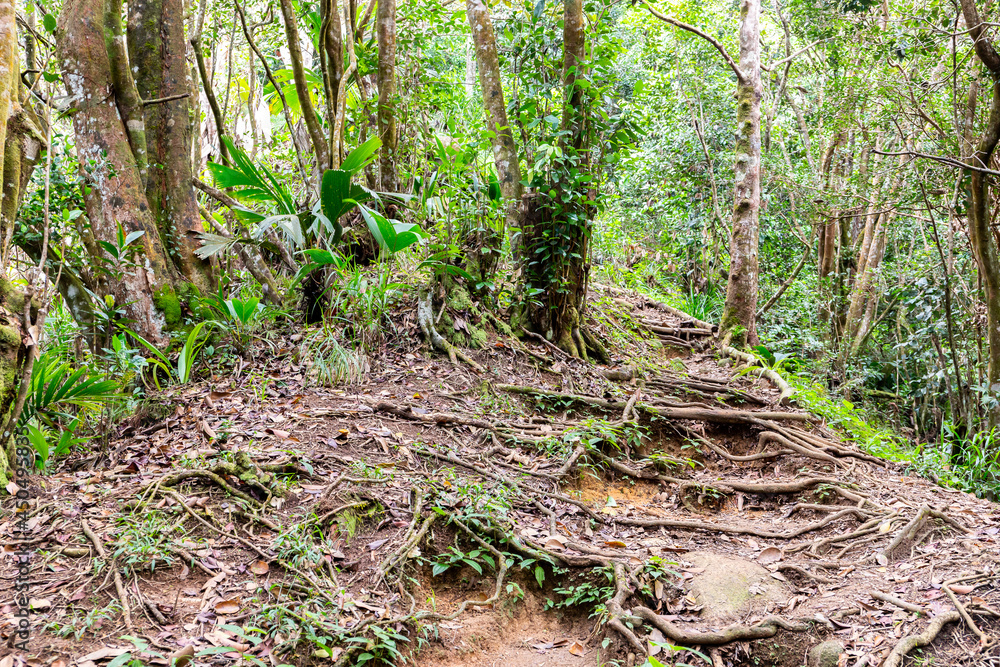 Morne Blanc nature hiking trail with narrow path through lush tropical forest covered with roots network, in Morne Seychelles National Park, Mahe, Seychelles.
