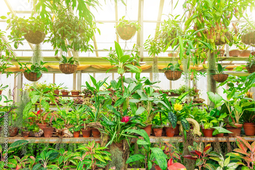 Glasshouse brightly lit with rows of house plants pots. Fresh green indoor potted houseplants growing in farming greenhouse before sale in store. Home gardening, botany hobby flower caring concept. photo