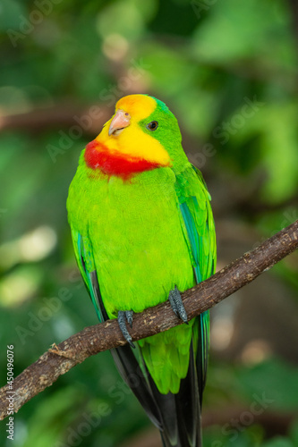 A bright green superb parrot (Polytelis swainsonii),or the Barraband's parrot, Barraband's or green leek parrot very close up (portrait view) © KingmaPhotos